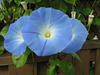 morning glory