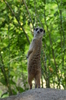 meerkat