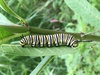 monarch butterfly caterpillar