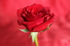 red rose