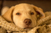 cão no conforto