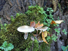 mushroom