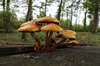 mushrooms