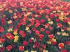 tulips  2