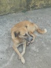 street dog