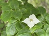 white dogwood