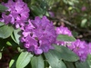 pink rhododendron