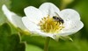 strawberry flower