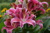 mammas flowers