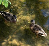 water fowled friends