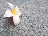 frangipani on granite  4