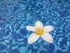 frangipani in water  2