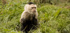 a animal