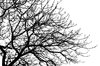 branches  2