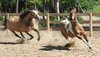 horses at play  2