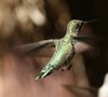 hummingbird