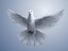 dove wallpaper
