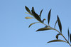 olive branch- 01