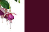 fuchsias