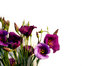 purple flower border