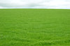 field of grass