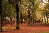 autumn forest