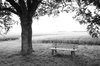 bench and tree  1