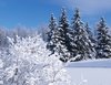 snow covered trees