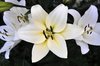 white lilium