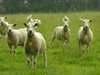 curious sheep