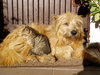 dog and cat
