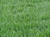 green grass