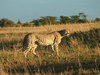 cheetah