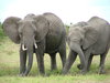 elephants