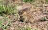 baby rabbit