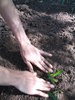gardening  1