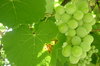 wine to be  2