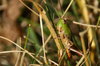 grasshopper