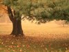 fall splendor  2