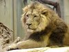 lion dad in the zoo (watching)