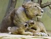good morning kids! (lion mom)
