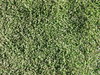 artificial grass