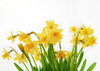 eastern daffodils  1