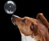puppy and bubble