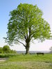 old tree