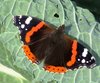 butterfly on cabbage leaf