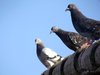 pigeons