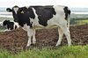 cow chilling