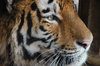 siberian tiger