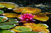 waterlily